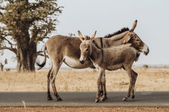 A donkey and foal standing on a road