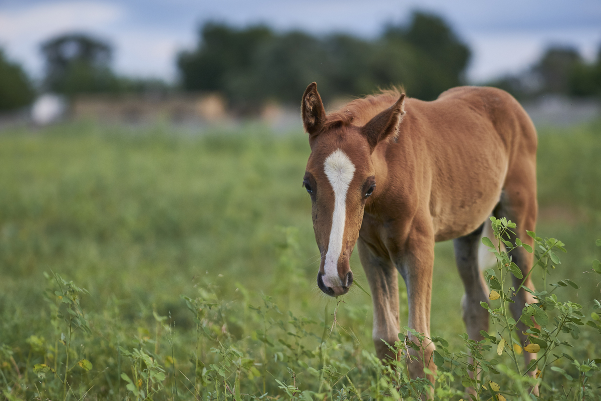 A light chestnut horse foal in a lush green field