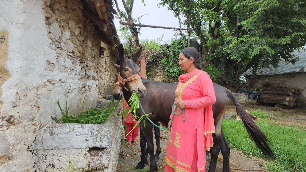A woman wearing a pink sari standing next to a mule eating some green fodder