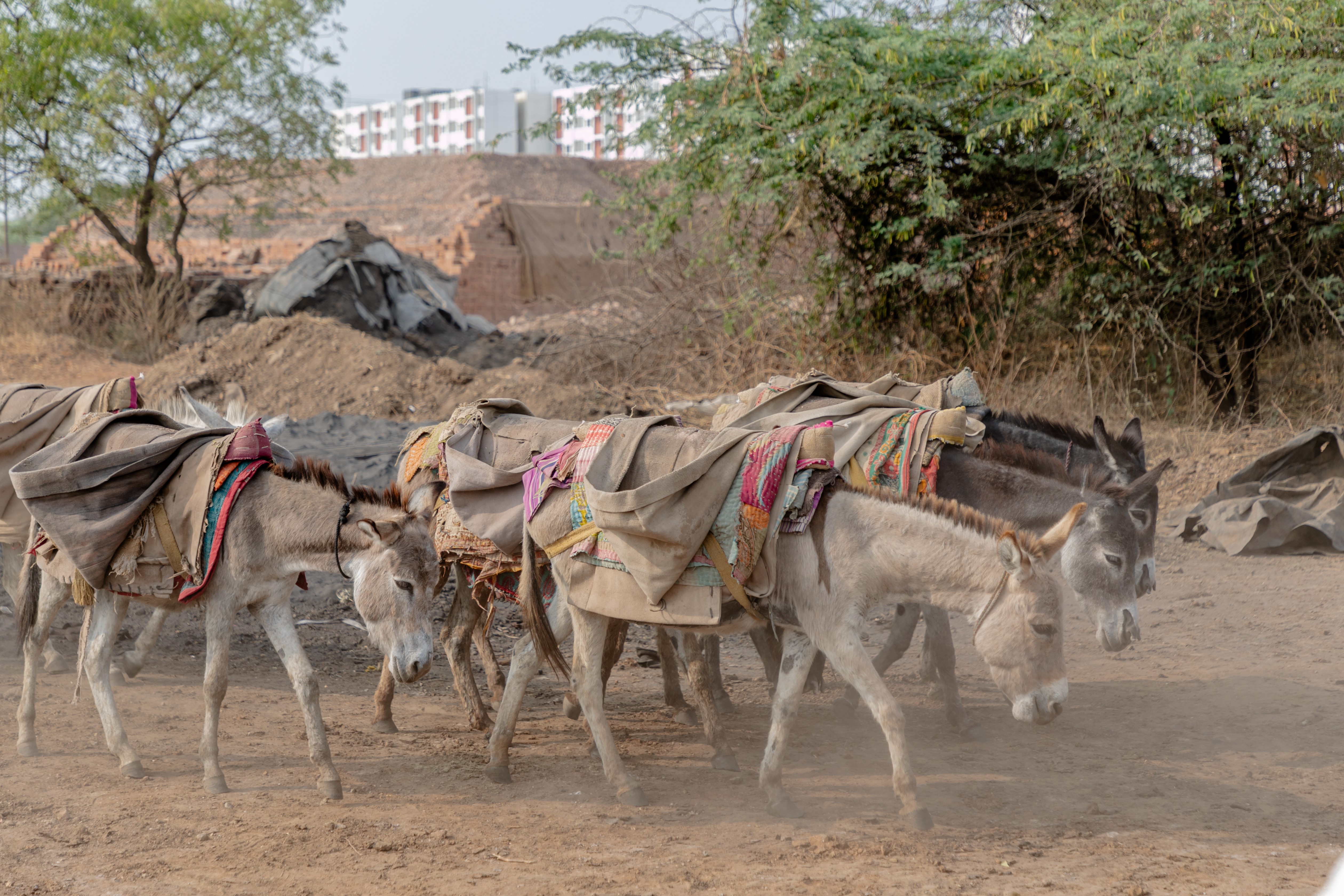Donkeys transport bricks in India