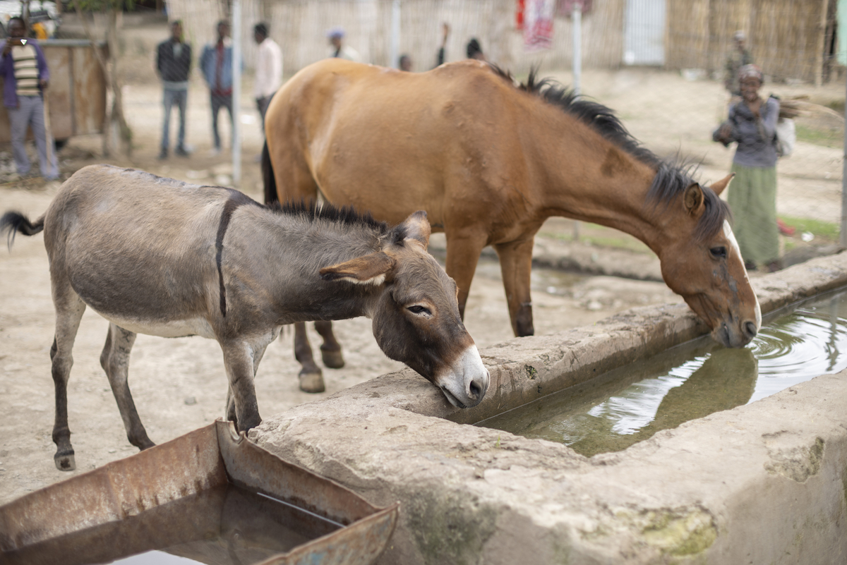 Donkey and horse drink from water trough