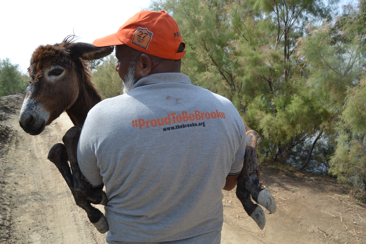 A man carrying a donkey foal in his arms