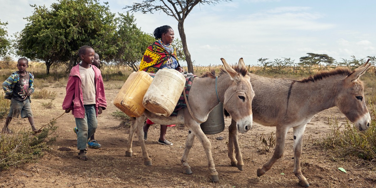 Donkeys transport water in Kenya