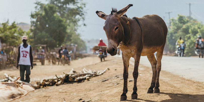 Donkey in Kenya drought 