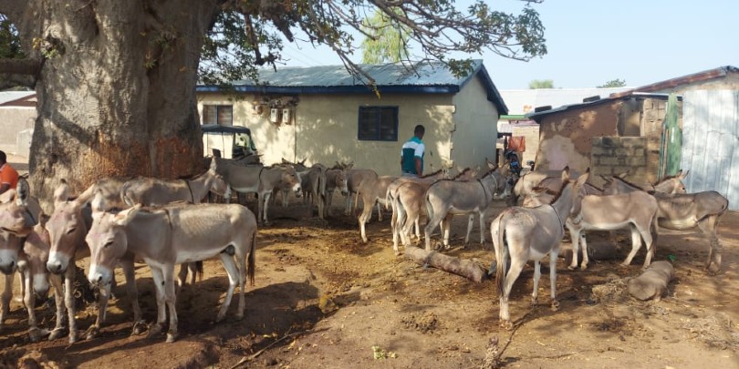 Donkeys at slaughterhouse.jpg