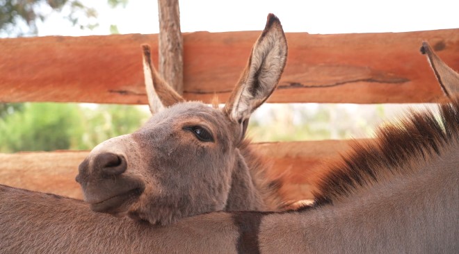 Donkey rests head on another donkey in truck in Kenya