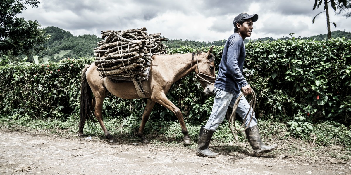 Firewood carrying equine (large).jpg