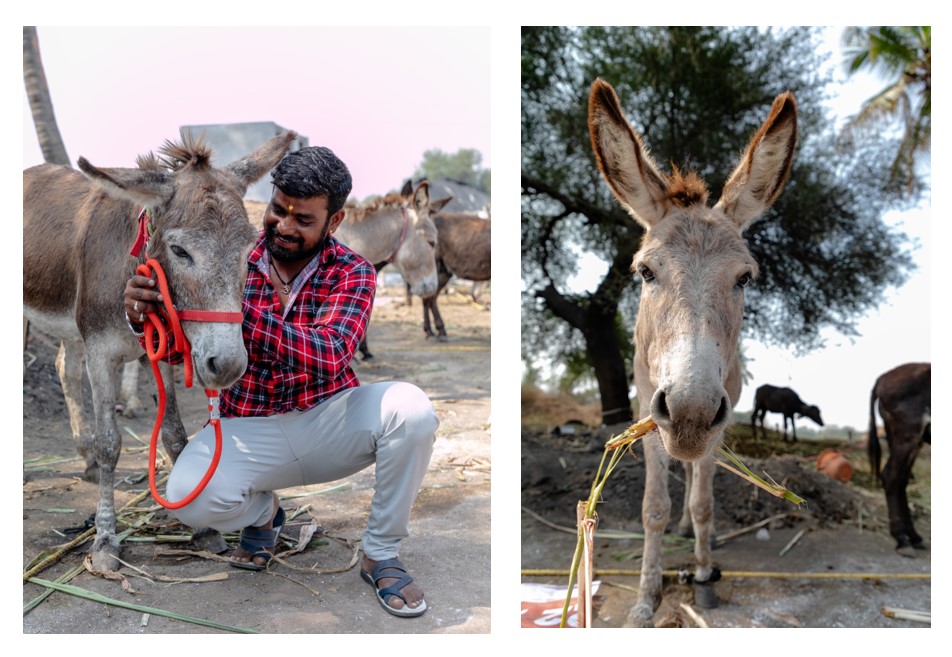 Man with grazing donkey in India