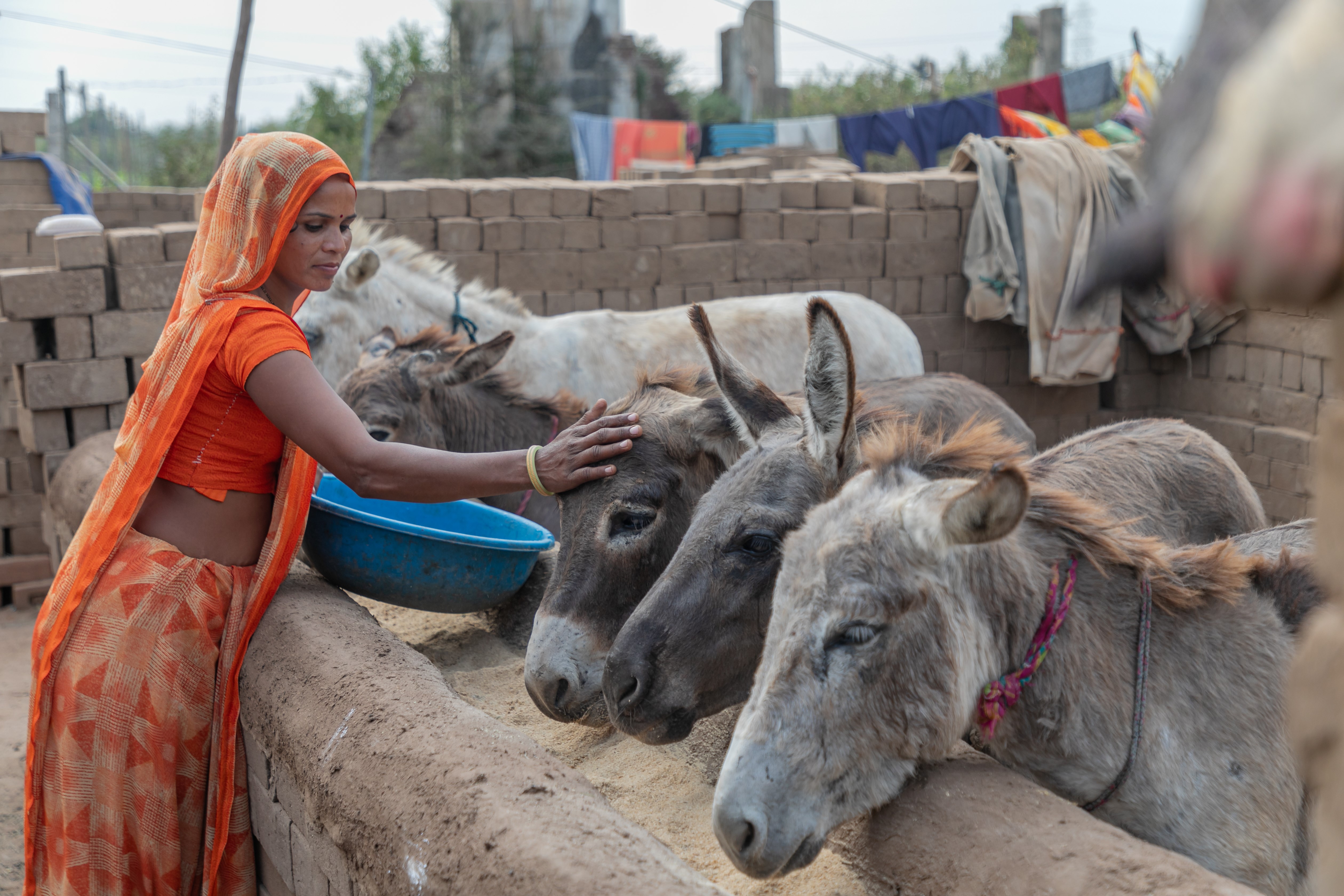 Donkey owner feeding her five donkeys