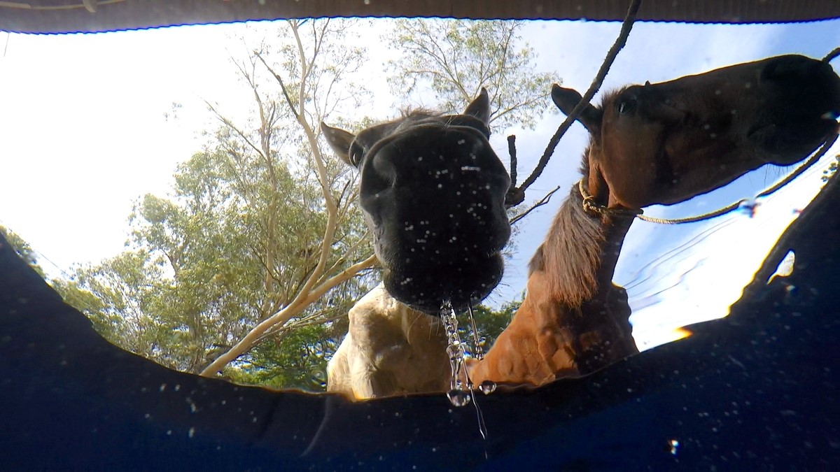 Horses drinking in Nicaragua 