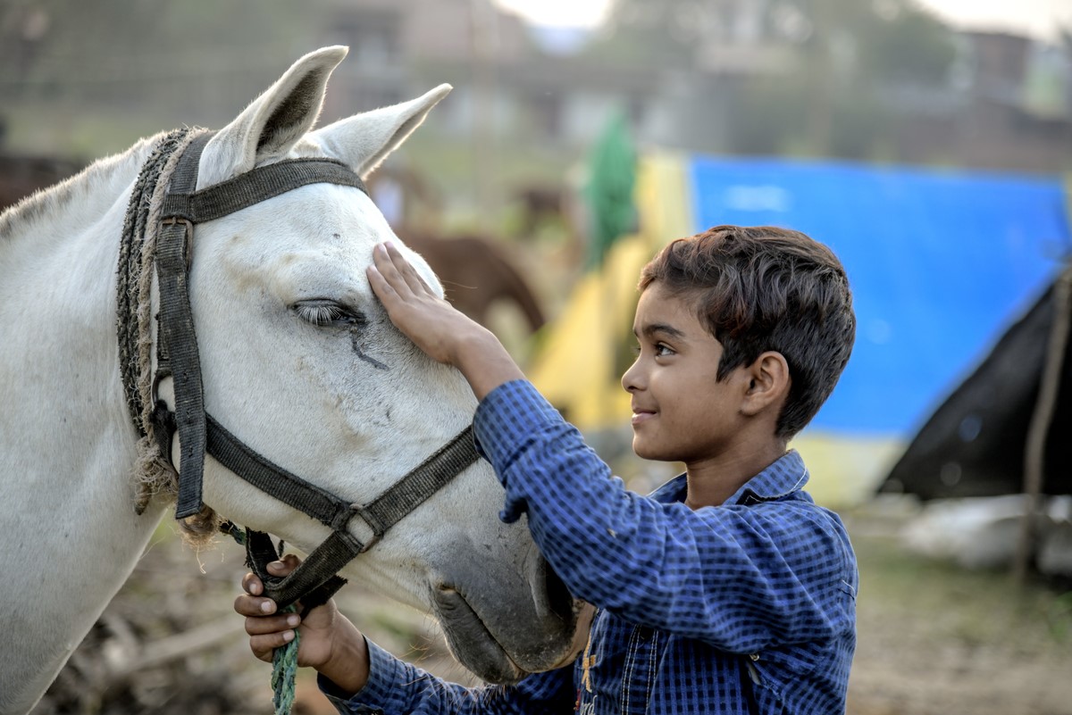 Boy pets horse in India