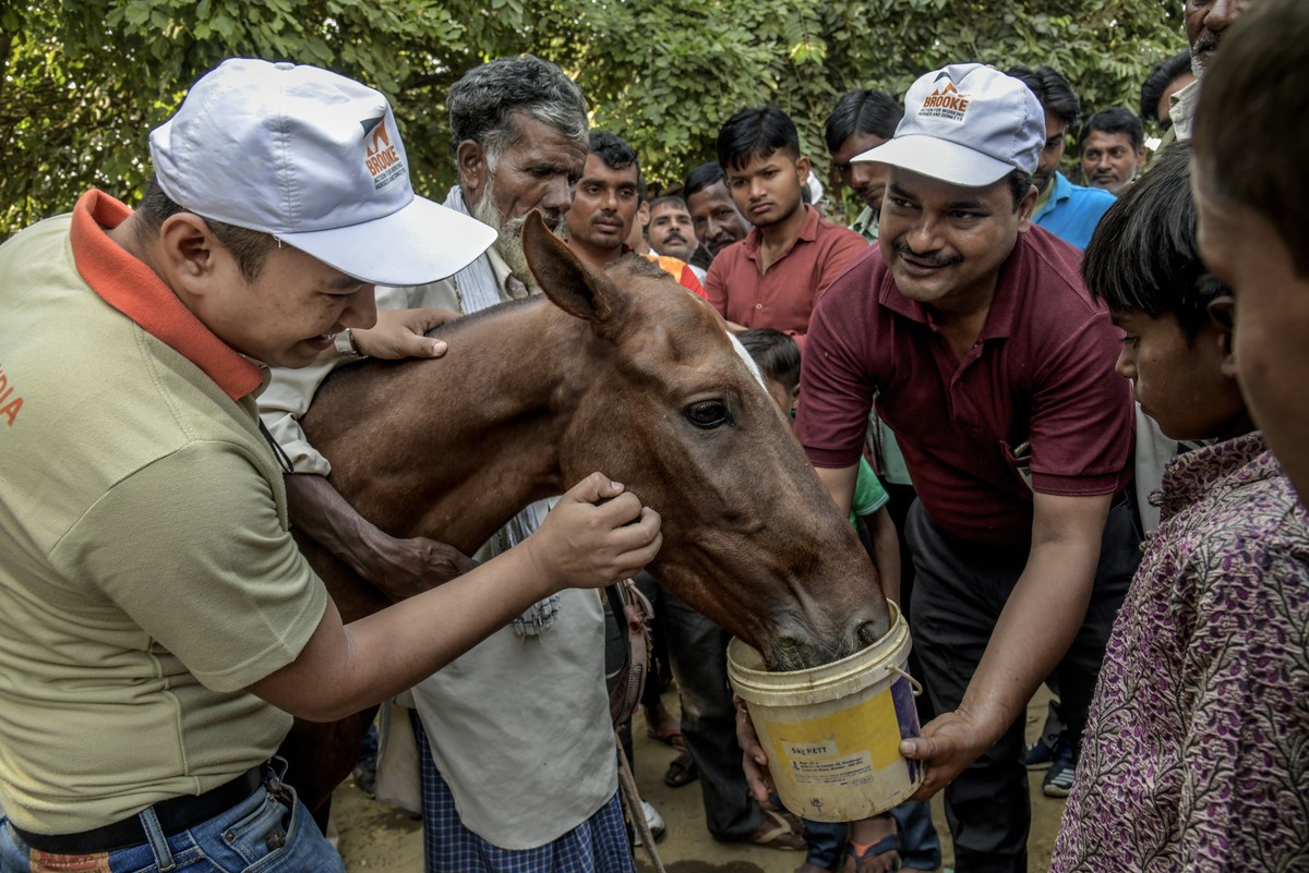 Horse given water by Brooke staff in India