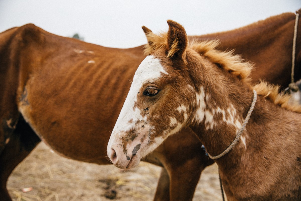 Dappled horse in India