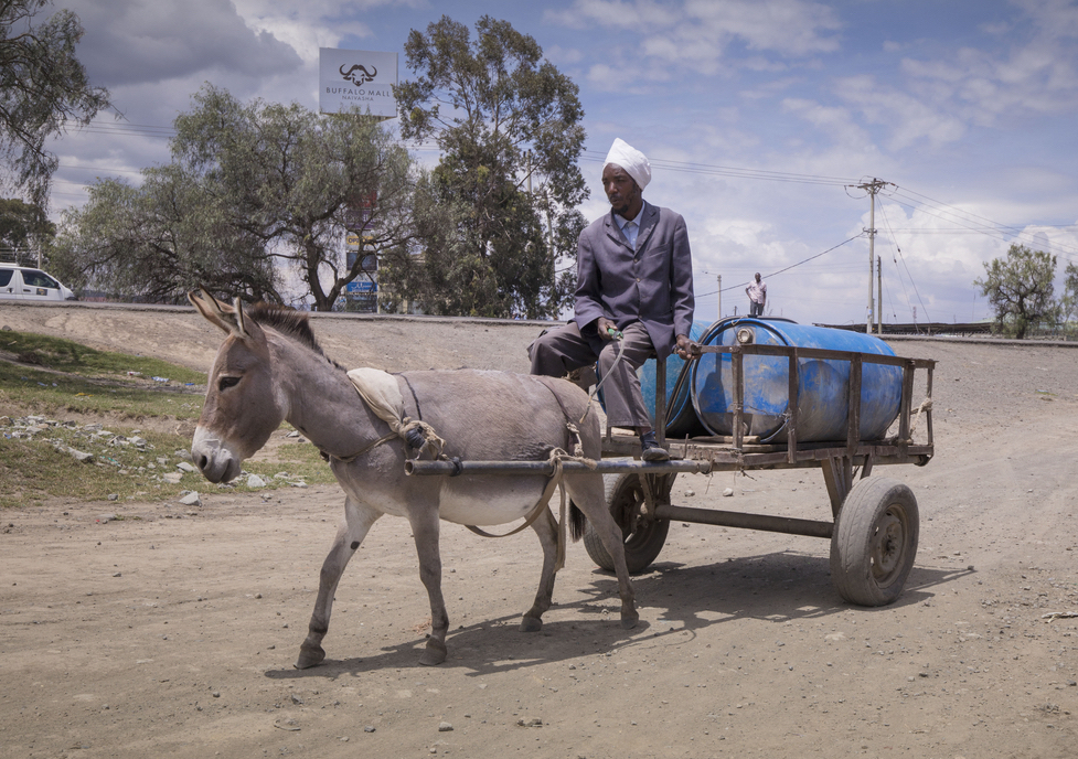 Donkey pulling water cart