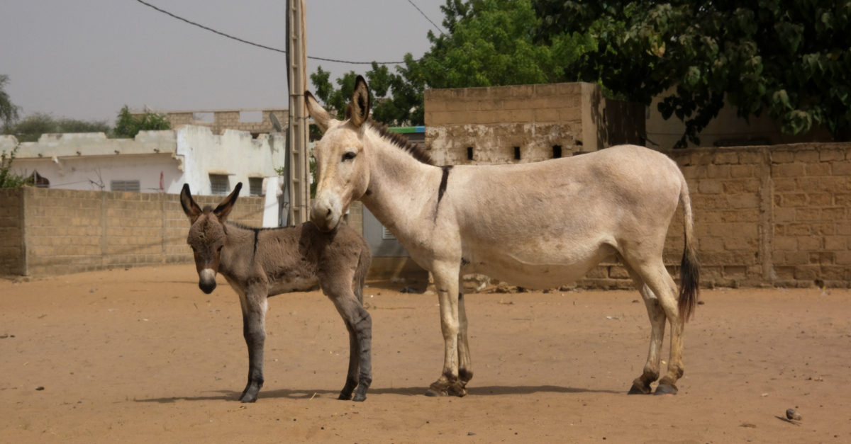 donkey and foal in Senegal