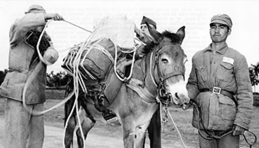 Soldiers in Southeast Asia load a mule with supplies before entering the jungle in World War Two.