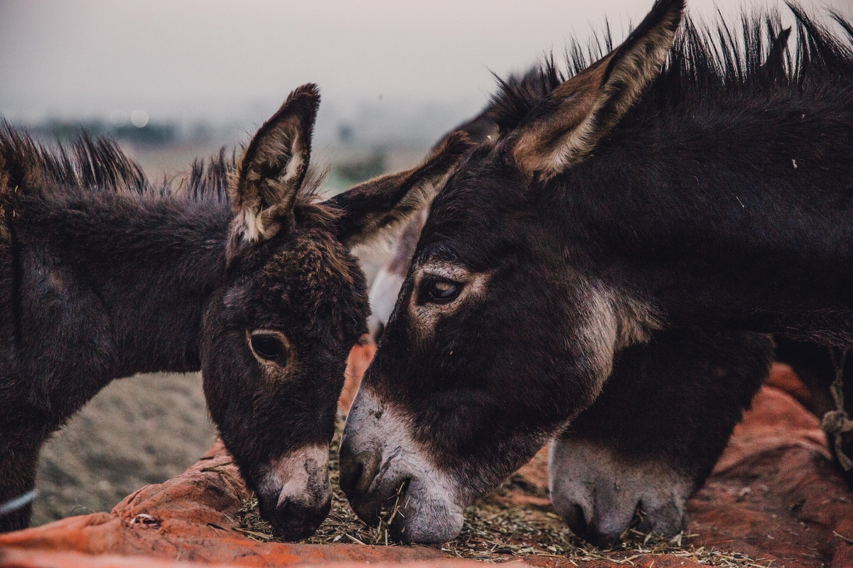 donkeys eating