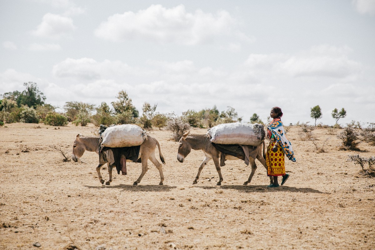 Donkeys carrying charcoal in Kenya