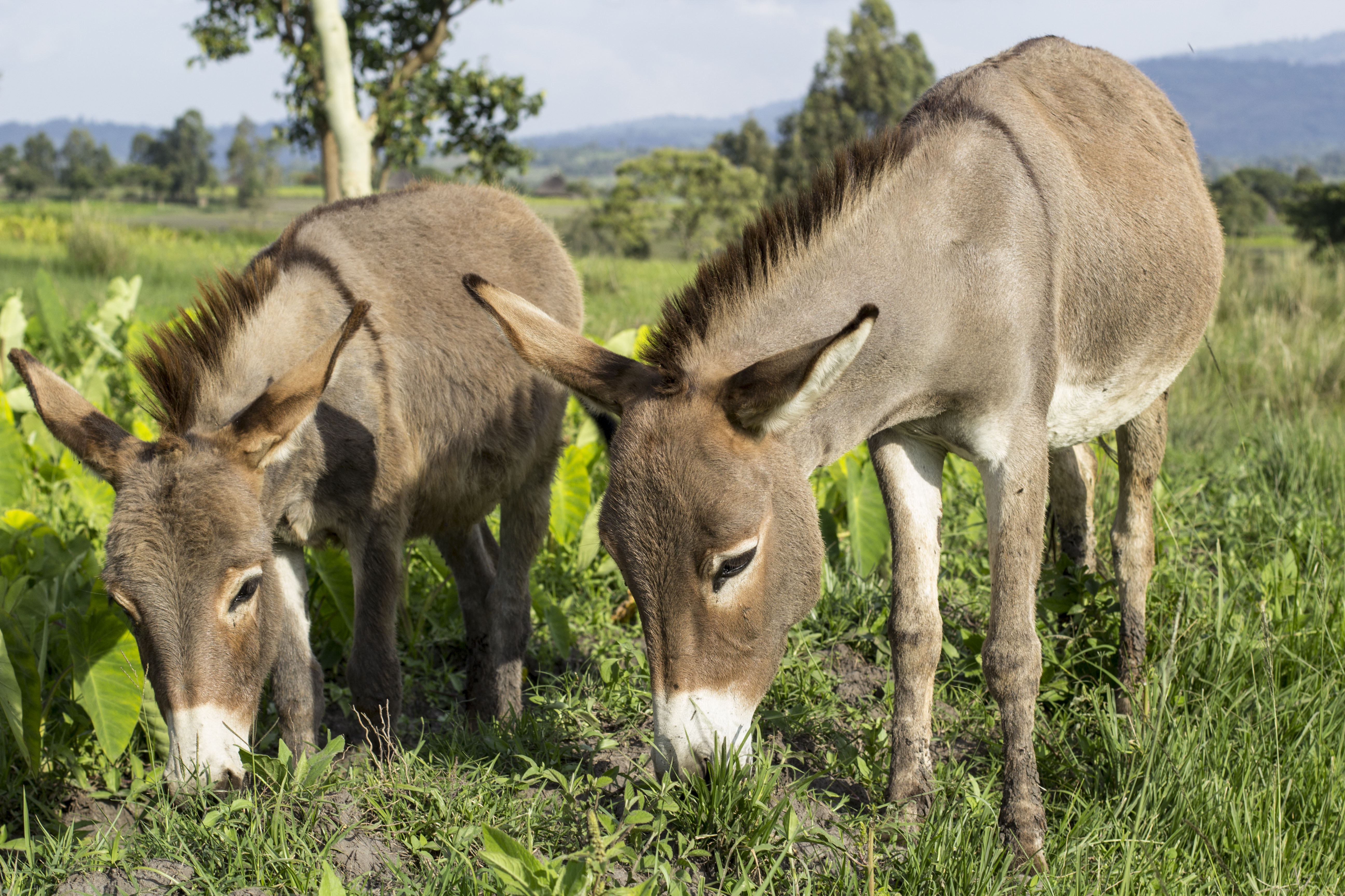 Donkey foals in Ethiopia