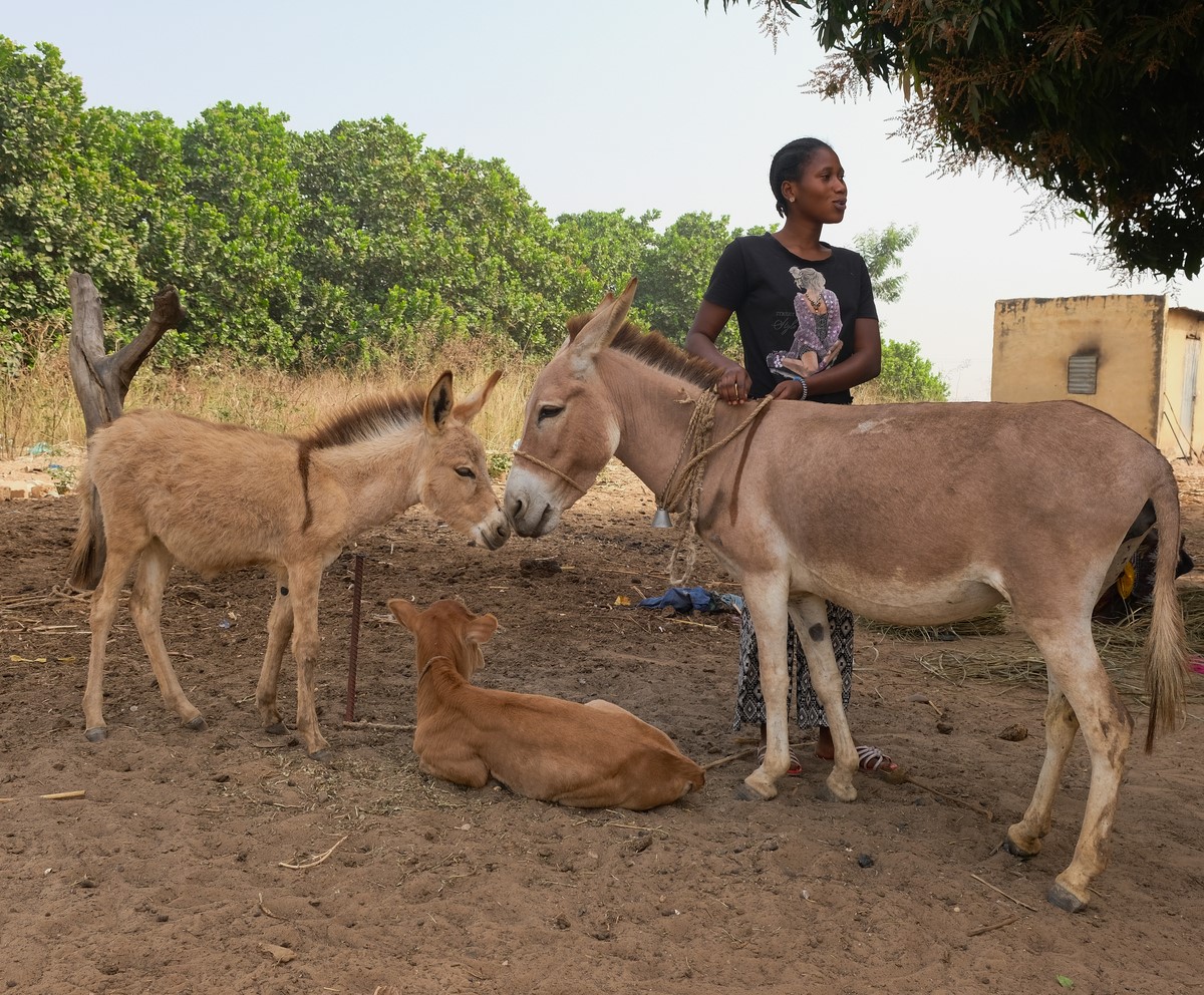 Donkey, foal and calf play together next to owner in Senegal