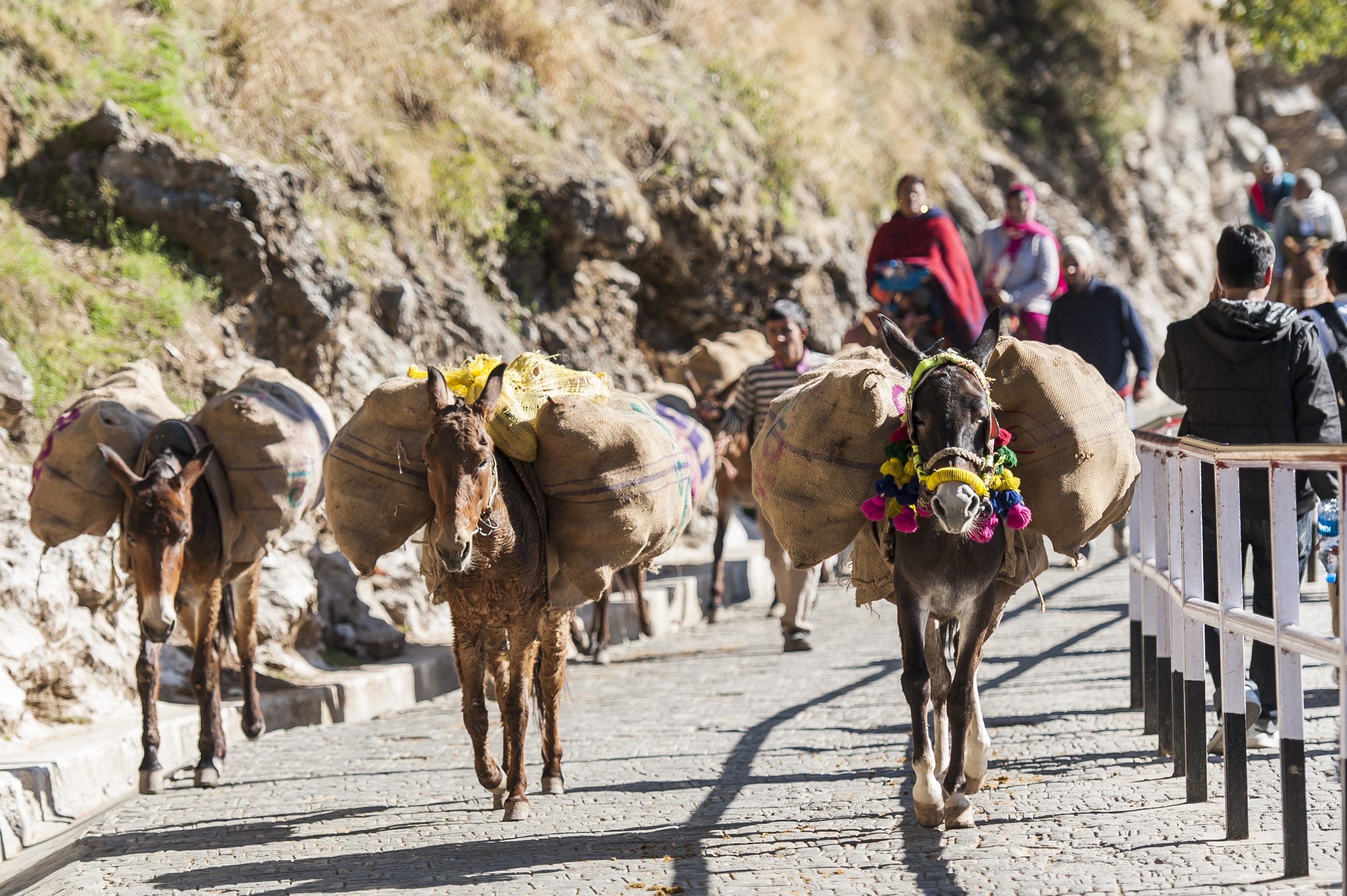 Horses carrying goods 