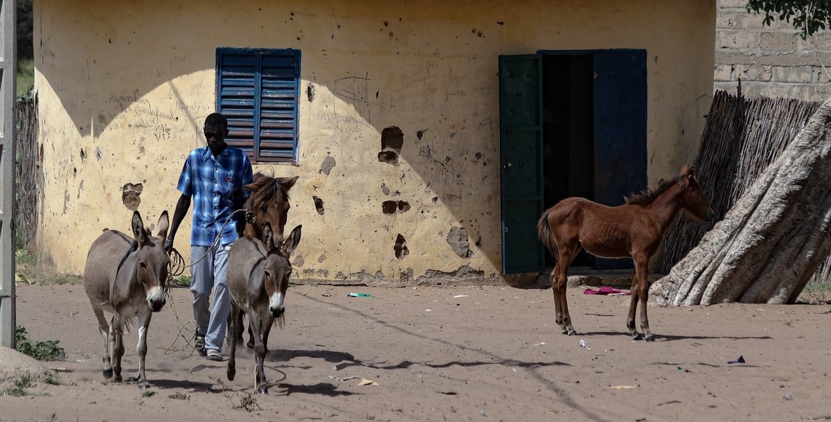 Man with donkeys and horse in Senegal 