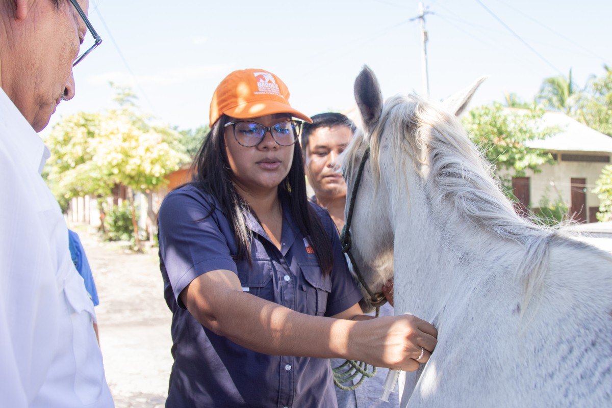 Vet with horse in Nicaragua