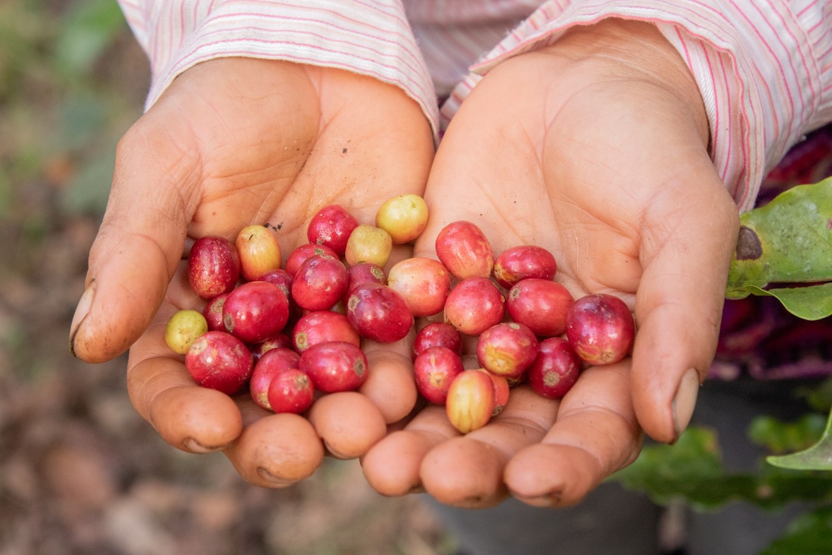 Cherry coffee beans in Nicaragua 