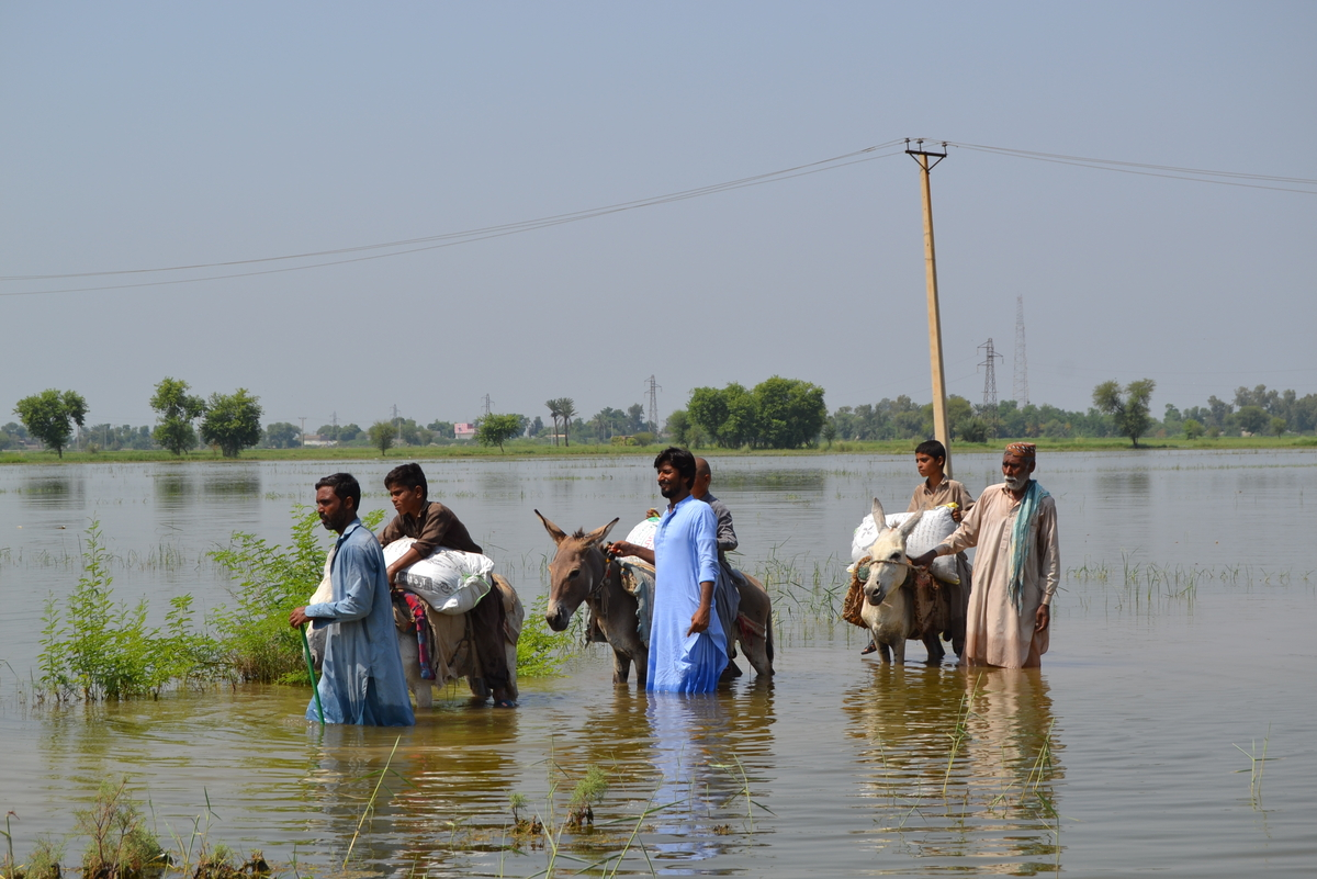 Donkey leads people through Pakistan floods, 2023.