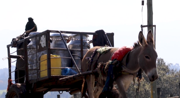 Donkeys pull milk cart in Kenya