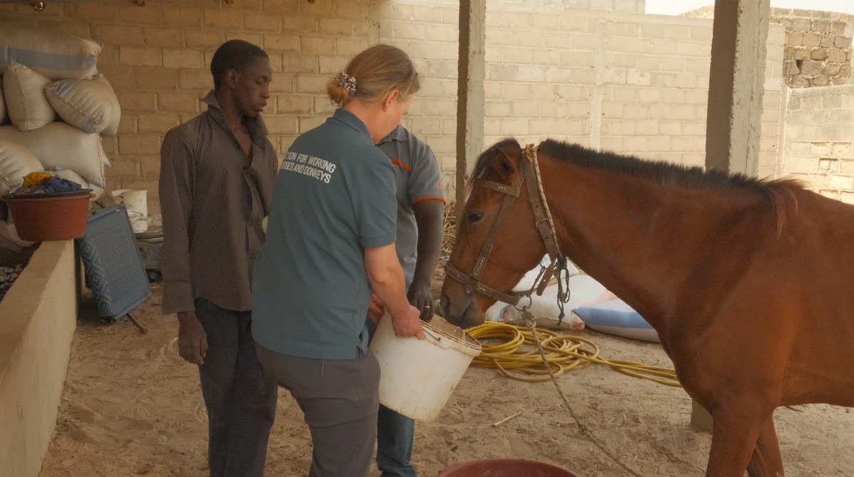Dr Sophie Hill feeds a horse in Senegal