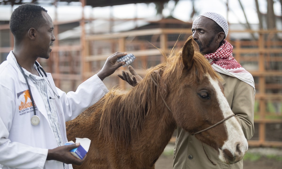 Vet treats horse in Ethiopia 
