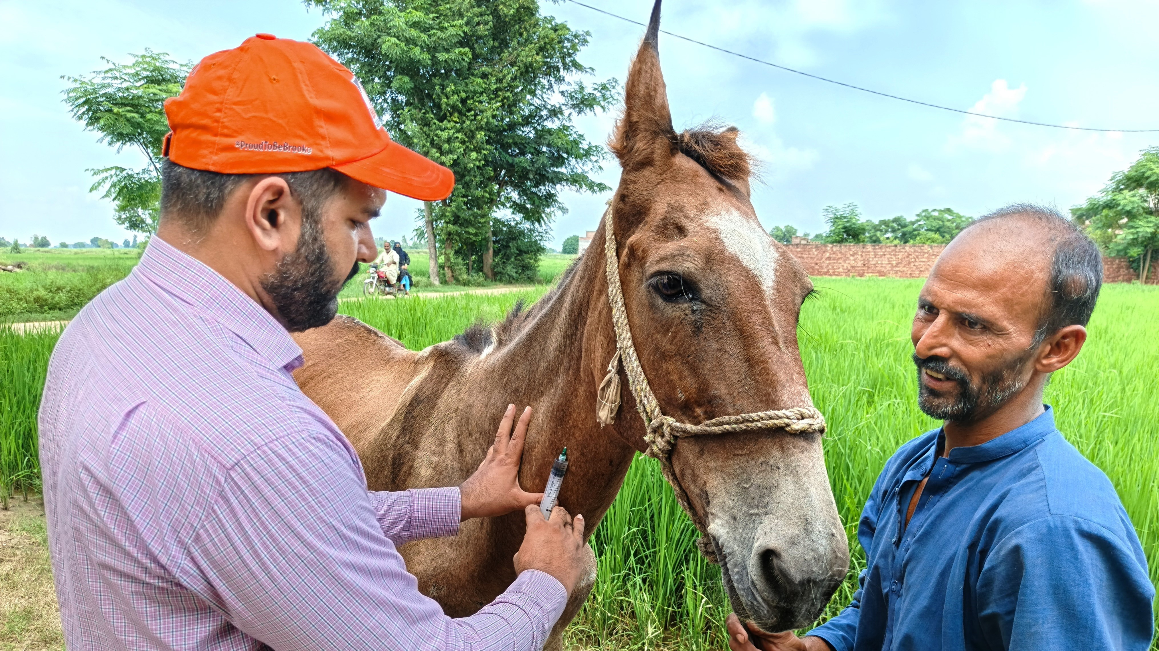 Vets treat lame horse 