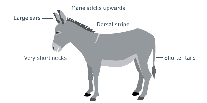 donkey-infographic.png