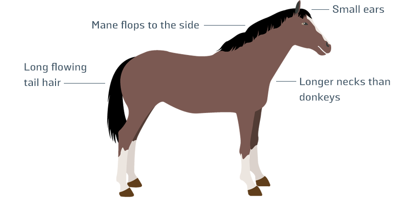 Horse infographic