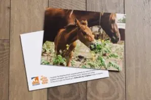 Brooke how we make a difference protecting working animals