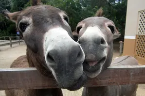 Two donkeys lean over a fence