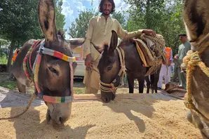 The role and welfare of working animals in disasters brooke