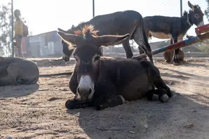 Data on working animals Brooke