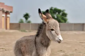 Cute donkey foal in India