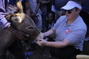 Jackie Hickman, Brooke's harness advisor crouches on the floor while wearing a white visor and grey t-shirt, as she checks a donkey's harnessing