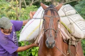 A person in a beige hat and a purple t-shirt fixes a load of bags to a brown horse's back