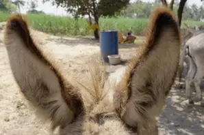A donkey foal's ears 