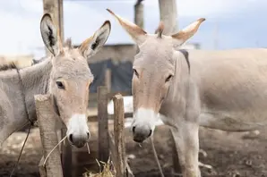Two donkeys stand together with a grey sky, wooden fence and brown soil as the background.