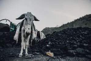 Coal mine donkey looking towards camera with distressed 