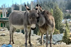 One donkey leans their face into another donkey who is looking at the camera.