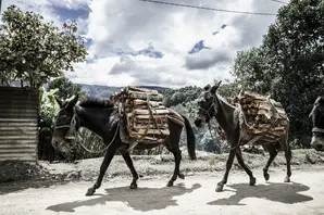 Two horses carrying logs in Guatemala