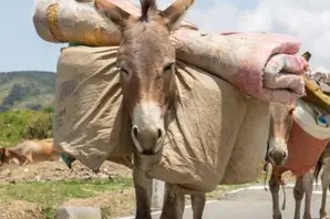 A donkey carrying a load