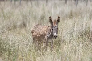Donkey standing in long grass