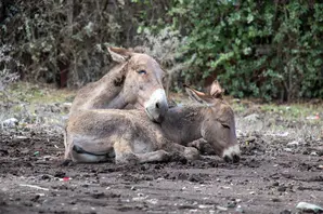 A donkey and her foal sleeping in a rolling pit